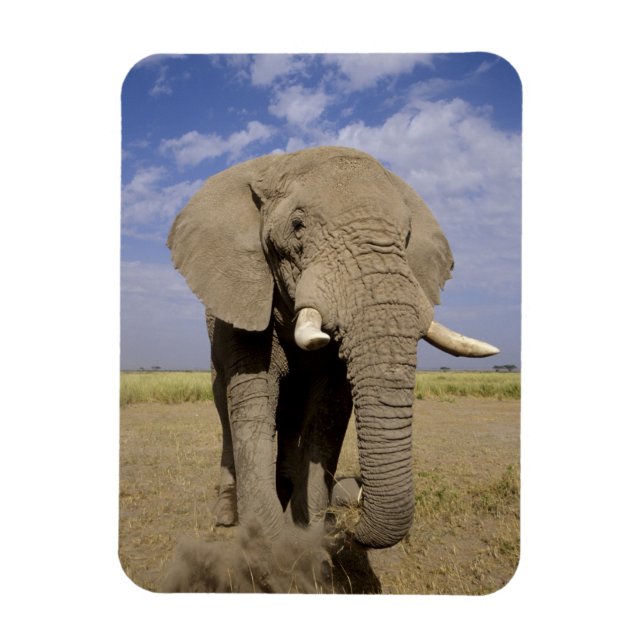 Kenya: Amboseli nationalpark, manlig elefant Magnet (Vertikal)