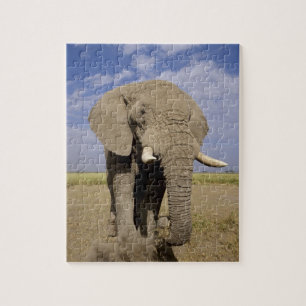 Kenya: Amboseli nationalpark, manlig elefant Pussel