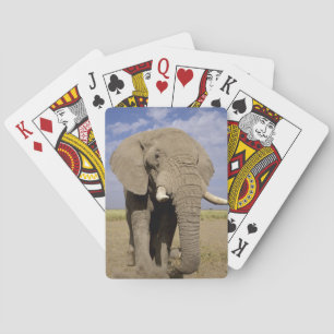 Kenya: Amboseli nationalpark, manlig elefant Spelkort