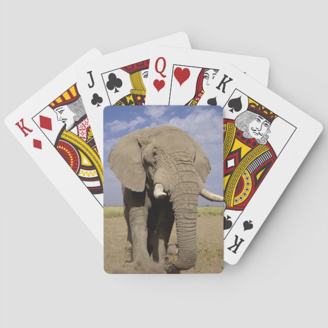 Kenya: Amboseli nationalpark, manlig elefant Spelkort (Baksidan)