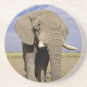 Kenya: Amboseli nationalpark, manlig elefant Underlägg Sandsten