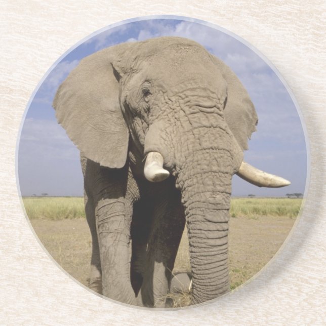 Kenya: Amboseli nationalpark, manlig elefant Underlägg Sandsten (Framsidan)