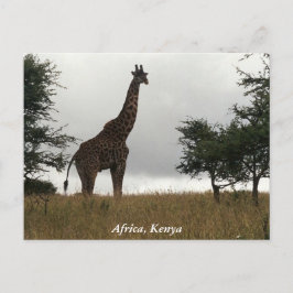 Kenya giraffe i vilden vykort