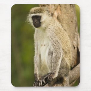 Kenya, Lake Nakuru nationalpark. Vervet Musmatta
