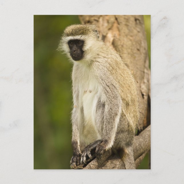 Kenya, Lake Nakuru nationalpark. Vervet Vykort (Framsida)