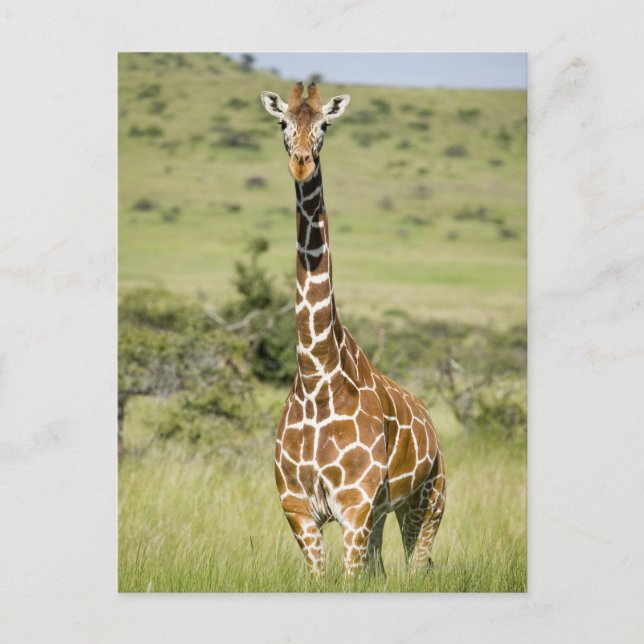 Kenya, Lewa Conservancy, Masai Giraffe stående Vykort (Framsida)
