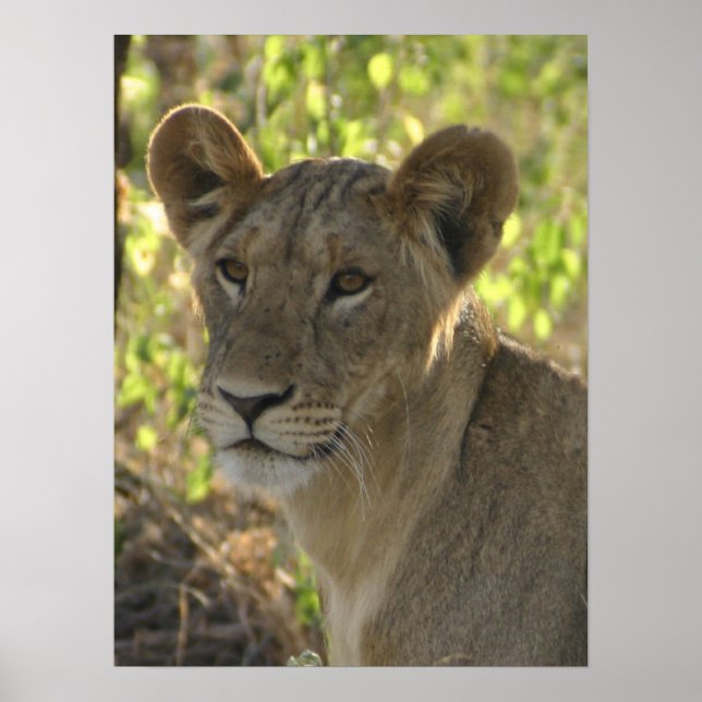 KENYA Lioness on Guard Poster (Framsidan)