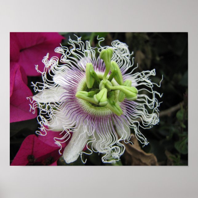 KENYA Makro Passionsblomma Poster (Framsidan)