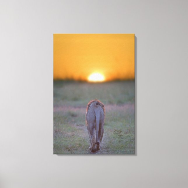 Kenya, Masai Mara 2 Canvastryck (Framsida)