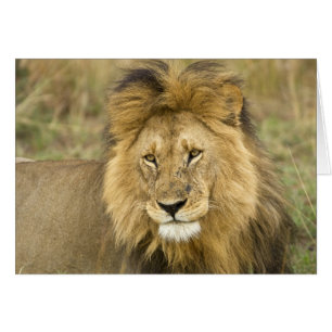 Kenya Masai Mara Hälsningskort