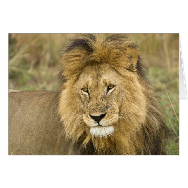 Kenya Masai Mara Hälsningskort (Framsidan Horizontal)