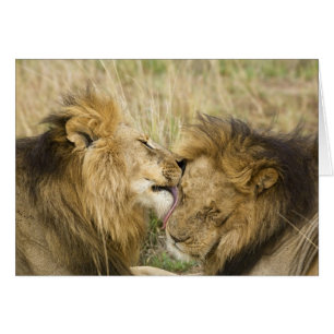 Kenya, Masai Mara Hälsningskort