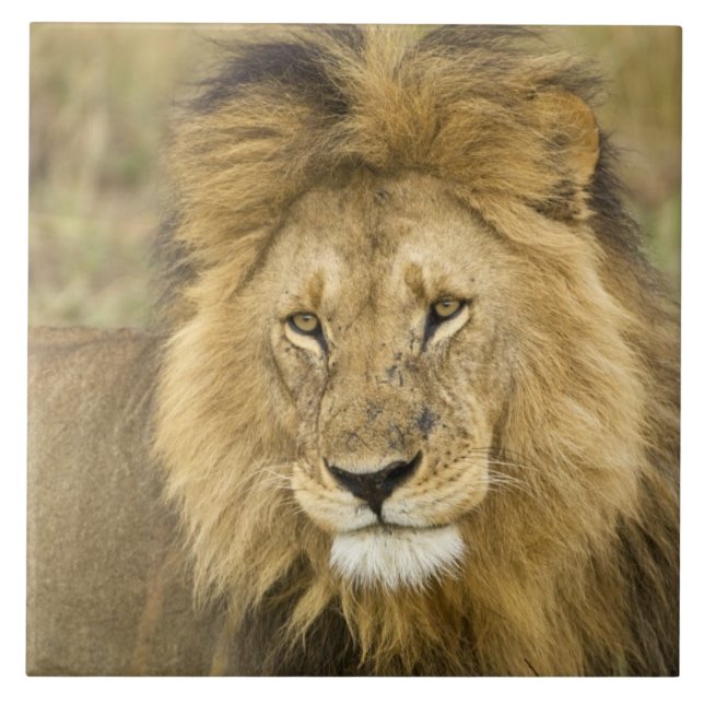 Kenya Masai Mara Kakelplatta (Framsidan)
