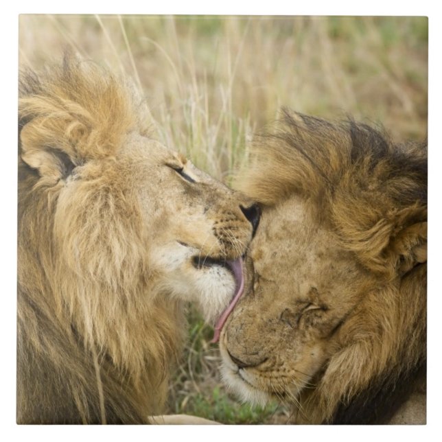 Kenya, Masai Mara Kakelplatta (Framsidan)