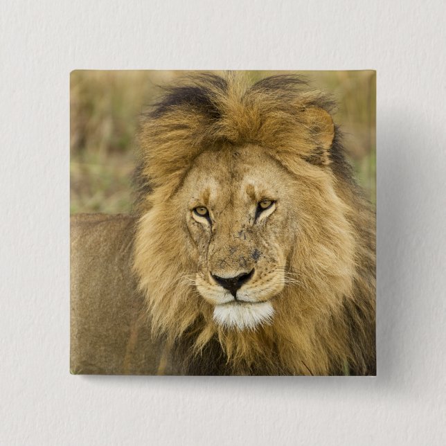 Kenya Masai Mara Knapp (Framsida)