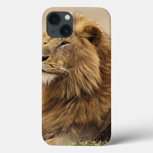 Kenya, Masai Mara | Lejonhane (Baksida)