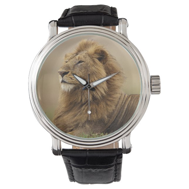Kenya, Masai Mara | Lejonhane Armbandsur (Framsida)