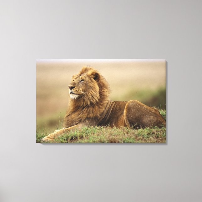 Kenya, Masai Mara | Lejonhane Canvastryck (Framsida)