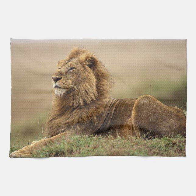 Kenya, Masai Mara | Lejonhane Kökshandduk (Horisontell)