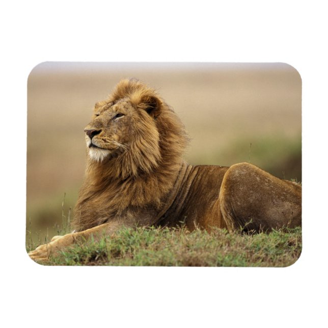 Kenya, Masai Mara | Lejonhane Magnet (Horisontell)