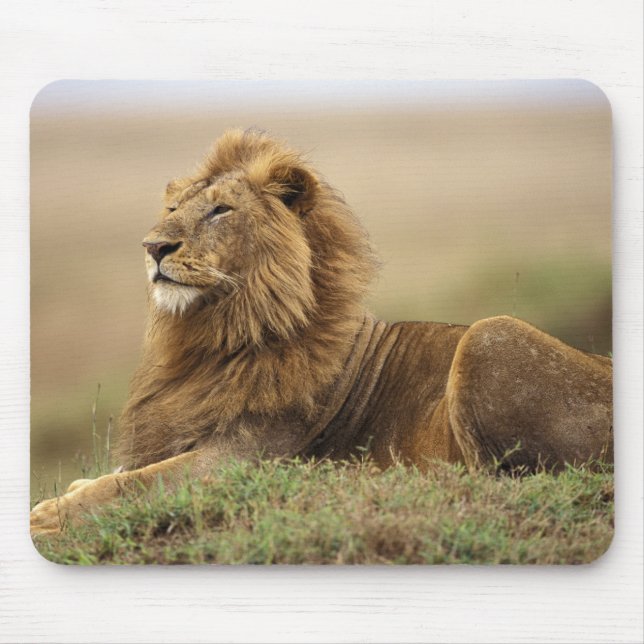 Kenya, Masai Mara | Lejonhane Musmatta (Framsidan)