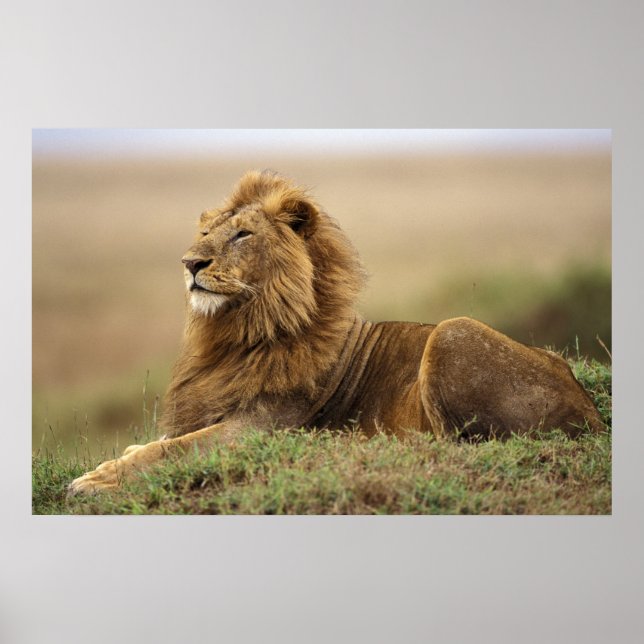 Kenya, Masai Mara | Lejonhane Poster (Framsidan)