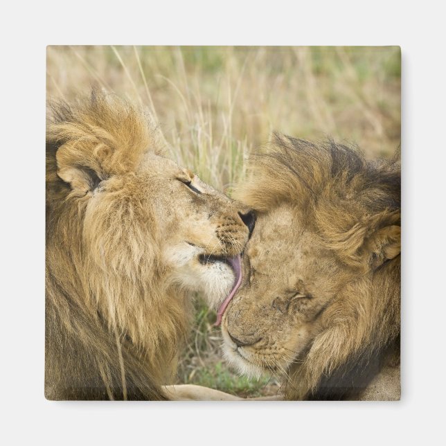 Kenya, Masai Mara Magnet (Framsidan)