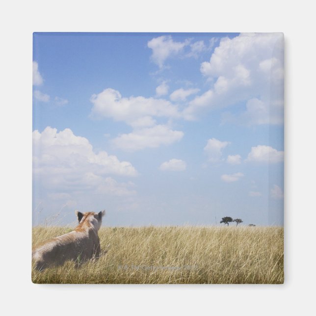 Kenya, Masai Mara Magnet (Framsidan)