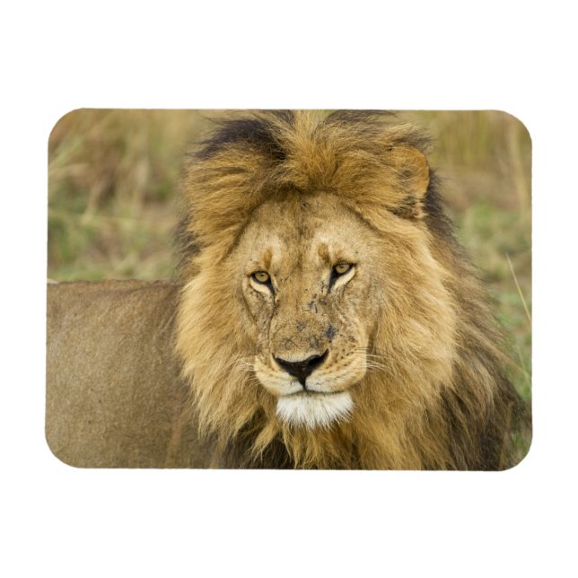 Kenya Masai Mara Magnet (Horisontell)
