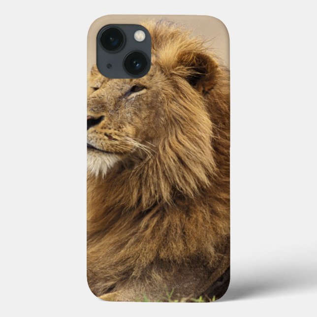 Kenya, Masai Mara | Manlig Lejon (Baksida)