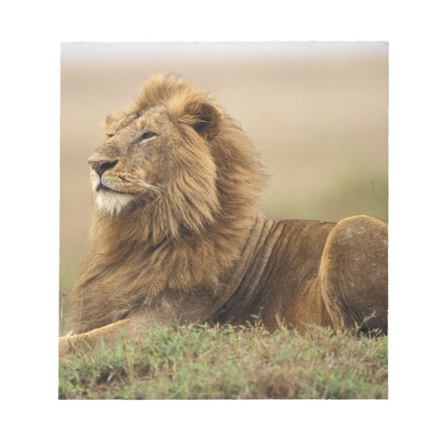 Kenya, Masai Mara | Manlig Lejon Anteckningsblock (Framsida)