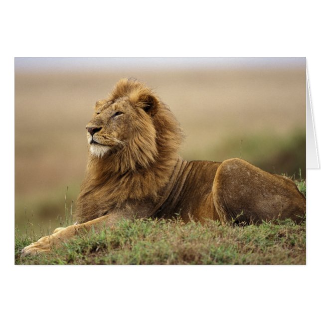 Kenya, Masai Mara | Manlig Lejon Hälsningskort (Framsidan Horizontal)