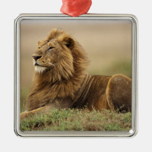 Kenya, Masai Mara Manlig Lejon Julgransprydnad Metall
