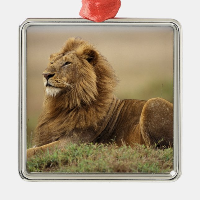 Kenya, Masai Mara | Manlig Lejon Julgransprydnad Metall (Framsidan)