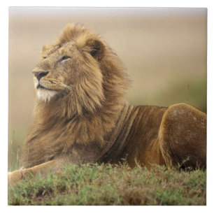 Kenya, Masai Mara   Manlig Lejon Kakelplatta