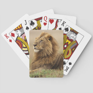 Kenya, Masai Mara   Manlig Lejon Kortlek