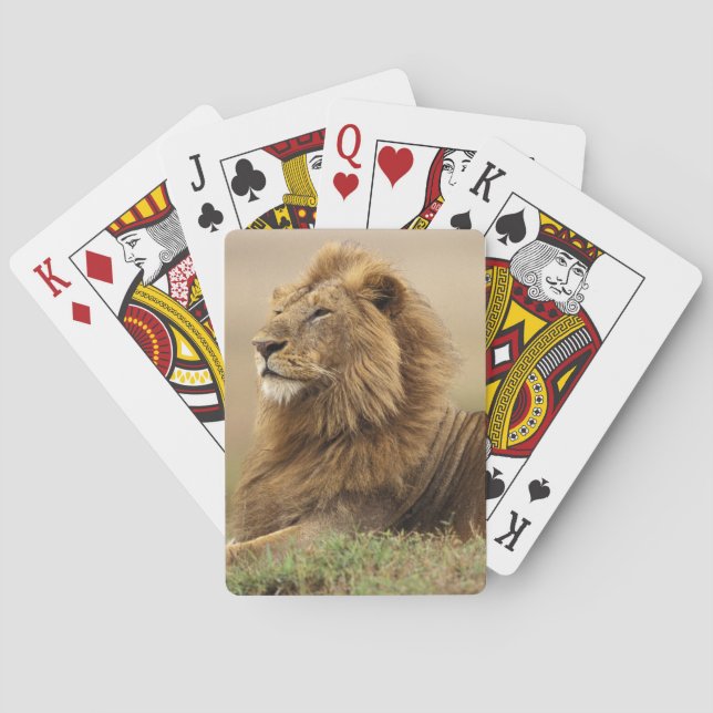 Kenya, Masai Mara | Manlig Lejon Kortlek (Baksidan)