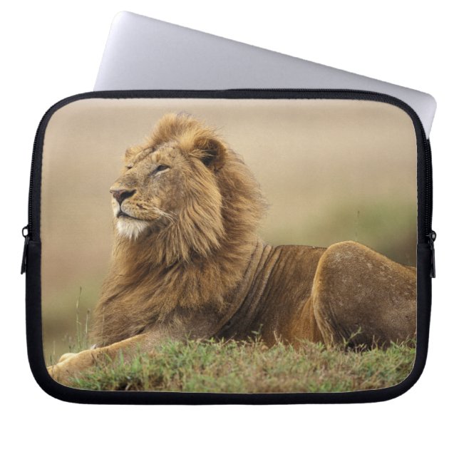 Kenya, Masai Mara | Manlig Lejon Laptop Sleeve (Framsidan)