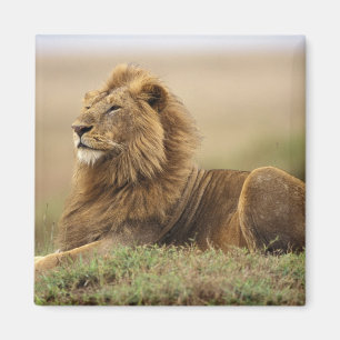 Kenya, Masai Mara   Manlig Lejon Magnet
