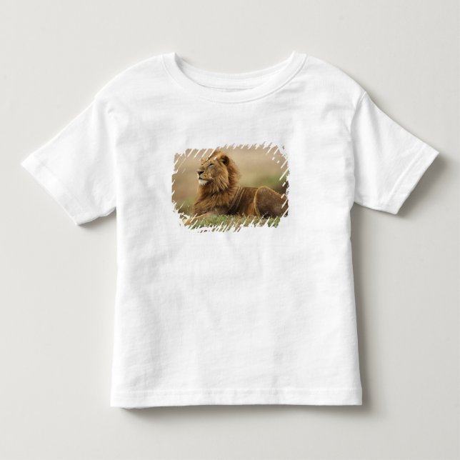 Kenya, Masai Mara | Manlig Lejon T Shirt (Framsida)