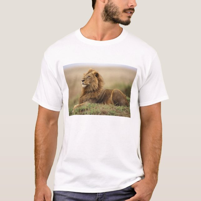Kenya, Masai Mara | Manlig Lejon Tee Shirt (Framsida)
