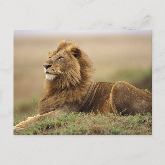 Kenya, Masai Mara | Manlig Lejon Vykort (Framsida)
