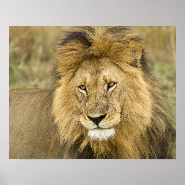 Kenya, Masai Mara. Nära lejon. Kredit som: Poster (Framsidan)