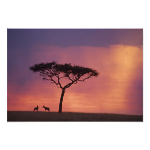 Kenya: Masai Mara nationalpark, Solnedgång. Fototryck
