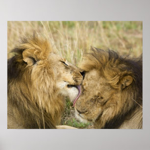 Kenya, Masai Mara. Stängning av en manlig lejon Poster
