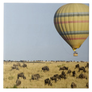 Kenya, Masai Mara. Turister åker i varmluftsballon Kakelplatta