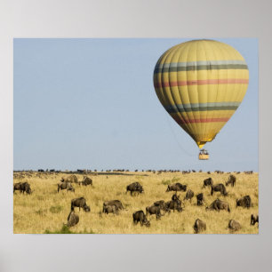 Kenya, Masai Mara. Turister kör luftballong Poster