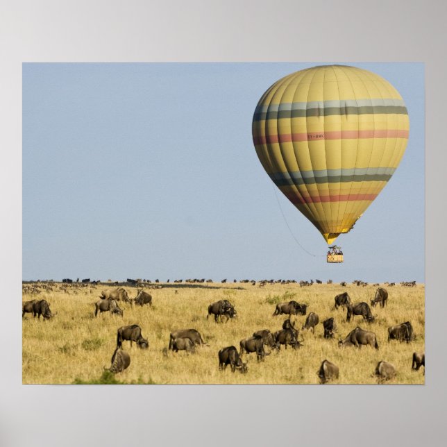 Kenya, Masai Mara. Turister kör luftballong Poster (Framsidan)