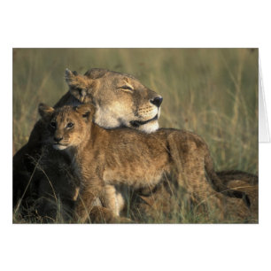 Kenya, Masai Mara viltreservat, Lejonhona Hälsningskort