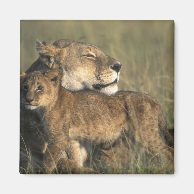 Kenya, Masai Mara viltreservat, Lejonhona Magnet (Framsidan)
